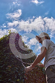 Man pruning a green wall