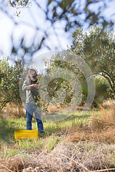Man pruning olive tree in farm