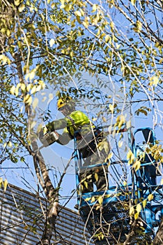 Man pruning a tree