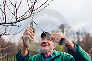 Man pruning tree with clippers. Male farmer cuts branches in autumn garden with pruning shears or secateurs