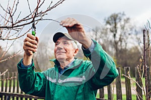 Man pruning tree with clippers. Male farmer cuts branches in autumn garden with pruning shears or secateurs