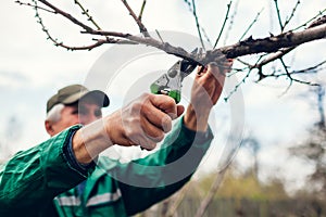 Man pruning tree with clippers. Male farmer cuts branches in spring garden with pruning shears or secateurs