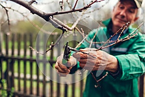 Man pruning tree with clippers. Male farmer cuts branches in spring garden with pruning shears or secateurs
