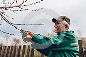 Man pruning tree with clippers. Male farmer cuts branches in spring garden with pruning shears or secateurs