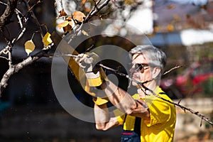Man pruning tree cutting old branches with a saw photo
