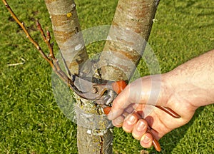 Man pruning Tree in Spring