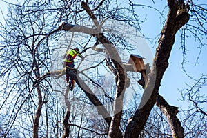 Man pruning tree tops using a saw. Lumberjack wearing protection gear and sawing branches after storm in the city. High risk job