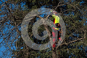 Man pruning tree tops using a saw. Lumberjack wearing protection gear and sawing branches after storm in the city. High risk job