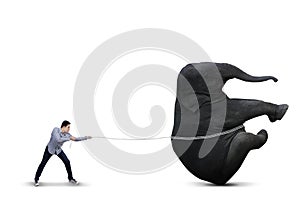 Man pulling big elephant - isolated