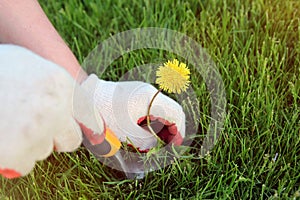 A man pulling dandelion, weeds out from the grass loan