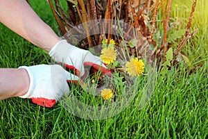 A man is pulling dandelion, weeds out from the grass loan
