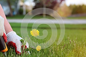 A man is pulling dandelion, weeds out from the grass loan