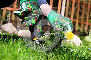 A man pulling dandelion / weeds out from the grass loan