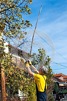 Man punching autumn leaves from the tree