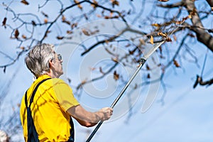 Man punching autumn leaves from the tree