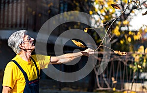 Man punching autumn leaves from the tree