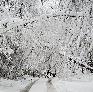 Man pushing snowblower on road with fallen trees in winter snow storm