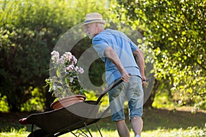 Man pushing a wheelbarrow in the garden