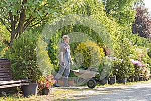 Man pushing wheelbarrow at garden