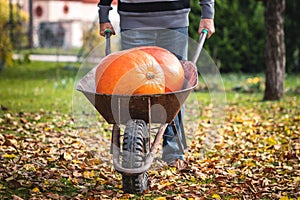 Man pushing wheelbarrow with harvested pumpkin