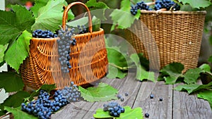 Man put down grape into basket and secateurs on table. Two baskets with grapes, wine bottle and wineglass.