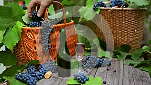 Man put down grape and secateurs. Two baskets with grapes, wine bottle and wineglass