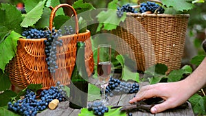 Man put down grape and secateurs. Two baskets with grapes, wine bottle and wineglass.