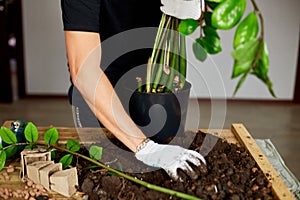 Man put soil in black pot with Zamioculcas on wooden table ,  transplant indoor plants, hobbies and leisure, home gardening.