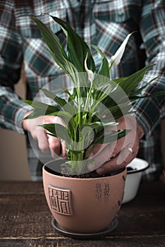 Man puts a flower Spathiphyllum in ceramic pot