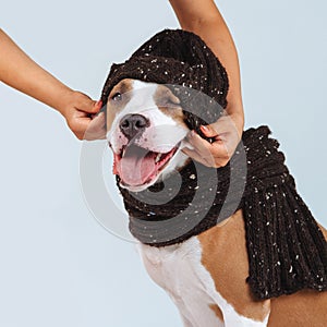 A man puts a hat on a dog. Clothes for dogs. Man caring for a pet