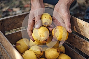 Man puts organic pears