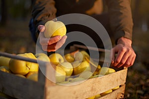 Man puts yellow ripe golden apple to a wooden box of yellow at the orchard farm. Grower harvesting in the garden and