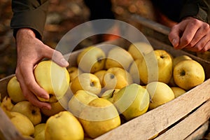 Man puts yellow ripe golden apple to a wooden box of yellow at the orchard farm. Grower harvesting in the garden and holding organ