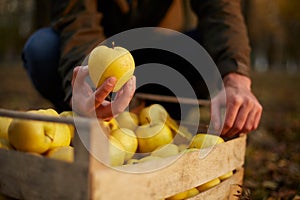 Man puts yellow ripe golden apple to a wooden box of yellow at the orchard farm. Grower harvesting in the garden and holding organ