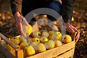 Man puts yellow ripe golden apple to a wooden box of yellow at the orchard farm. Grower harvesting in the garden and holding organ