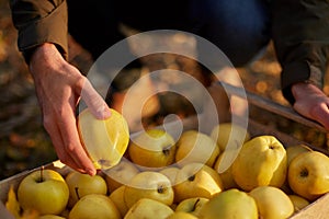 Man puts yellow ripe golden apple to a wooden box of yellow at the orchard farm. Grower harvesting in the garden and holding organ