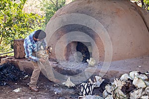 Man putting cut agave pineapples into the adobe oven. Raicilla preparation process. photo