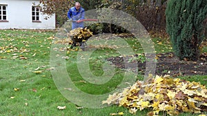 Man with raker rake leaf and load barrow with autumn leaves in house yard. 4K