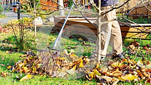 A man rakes the lawn from fallen leaves in autumn. Working with a fan rake in an orchard. The gardener works with a metal fan rake