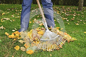 Man raking leaves in the garden