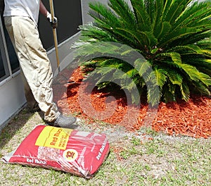 Man Raking Mulch for Flower Garden