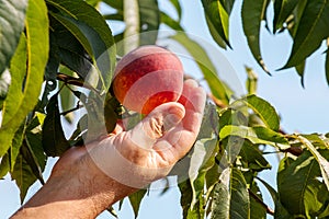 The man reached out to pluck the peach. Peach in a man`s hand