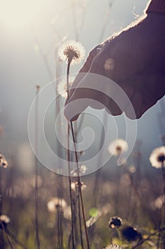 Man reaching down to pick a dandelion clock