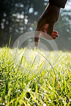 Man reaching to touch fresh green sunlit grass