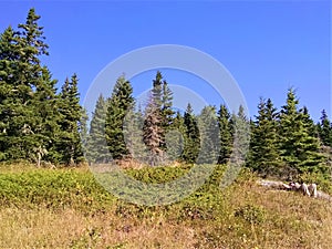 Man reclines in sun on Isle Royale National Park