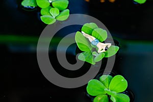 Man relaxing on big green leaf in the swimming pool