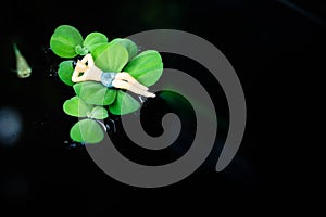 Man relaxing on big green leaf in the swimming pool