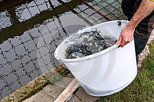 A man releases trout fry into a pond