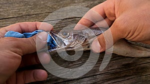 Man remove plastic on Cod fish mouth dead eating disposal glove trash,pollution