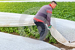 A man removes agrofibre from potato plants. Greenhouse effect for protection. Agroindustry, farming. Growing crops in a colder